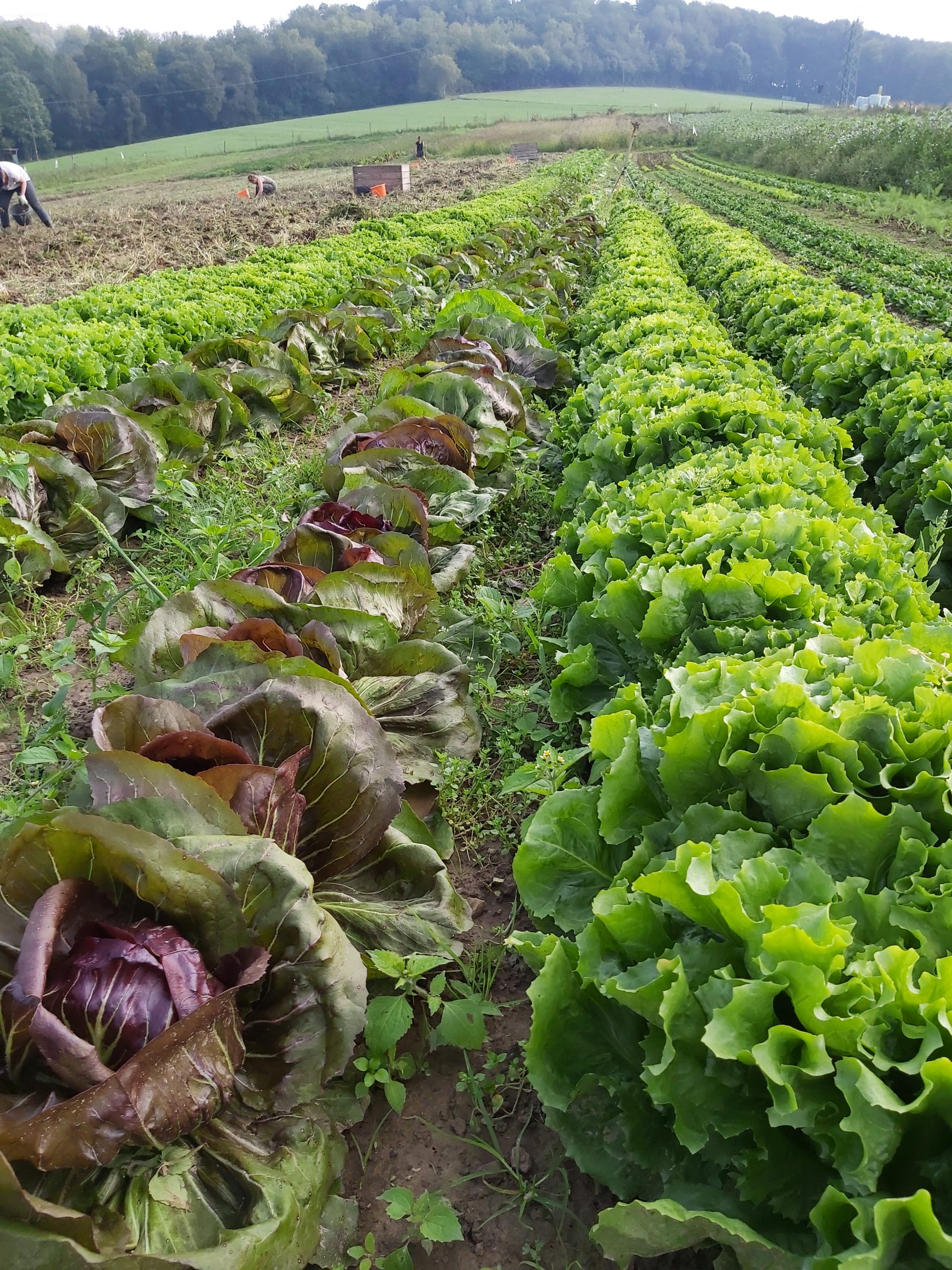 Salatköpfe in Reihe auf einem großen Acker mit Wald im Hintergrund