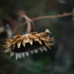 Vertrocknete Sonnenblume