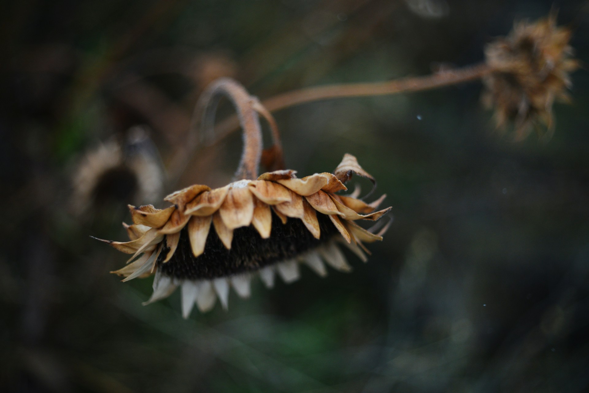 Vertrocknete Sonnenblume