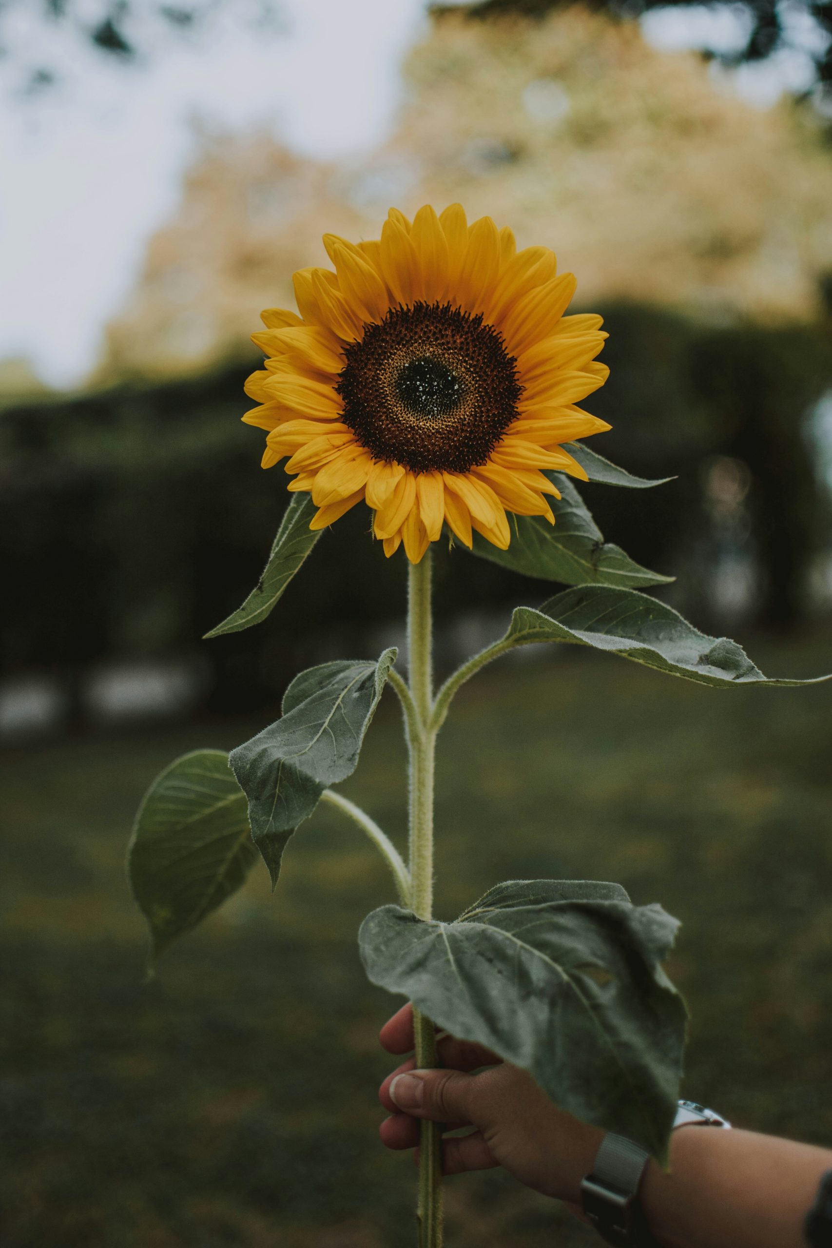 Frische Sonnenblume gehalten von einer Hand